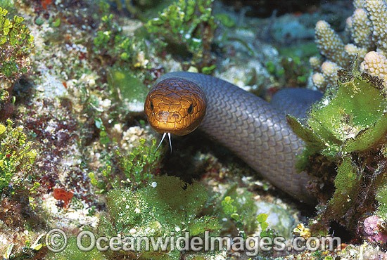 Olive Sea Snake Aipysurus laevis photo