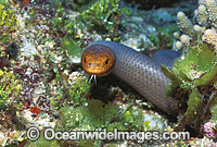 Olive Sea Snake Aipysurus laevis Photo - Gary Bell