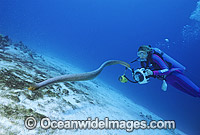 Scuba Diver photographing Olive Sea Snake Photo - Gary Bell