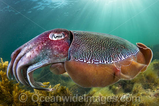 Giant Cuttlefish Whyalla photo