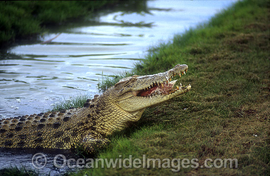 Estuarine Crocodile feeding photo