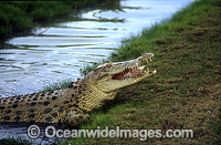 Estuarine Crocodile feeding Photo - Gary Bell