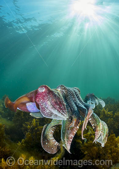 Giant Cuttlefish Whyalla photo