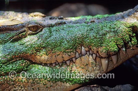 Estuarine Crocodile Crocodylus porosus photo