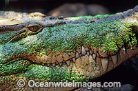 Estuarine Crocodile Crocodylus porosus Photo - Gary Bell