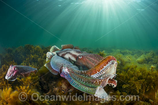 Giant Cuttlefish breeding photo