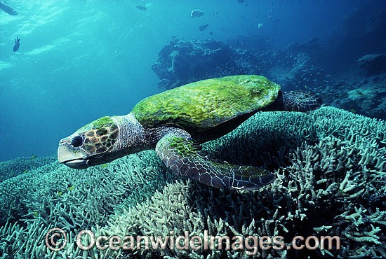 Loggerhead Sea Turtle Caretta caretta photo