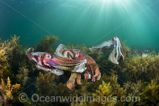 Giant Cuttlefish breeding photo