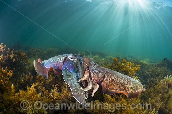 Giant Cuttlefish mating photo