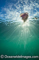 Jellyfish Cyanea rosella Photo - Gary Bell