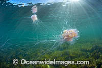 Jellyfish Cyanea rosella Photo - Gary Bell