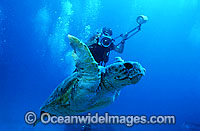 Scuba Diver photographing Loggerhead Turtle Photo - Gary Bell