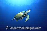 Green Sea Turtle Chelonia mydas Photo - Gary Bell