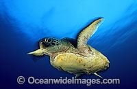 Green Sea Turtle Photo - Gary Bell