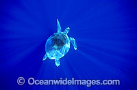 Green Sea Turtle in spiked sunrays Photo - Gary Bell