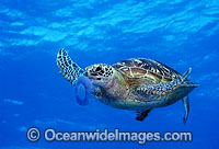 Green Sea Turtle feeding on Jellyfish Photo - Gary Bell