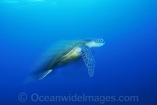 Green Sea Turtle Chelonia mydas swimming photo