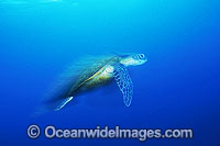 Green Sea Turtle Chelonia mydas swimming Photo - Gary Bell