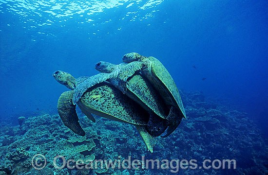 Mating Green Sea Turtles photo