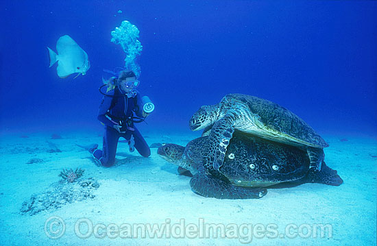 Mating Green Sea Turtles Scuba Diver photo