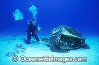 Mating Green Sea Turtles Scuba Diver Photo - Gary Bell