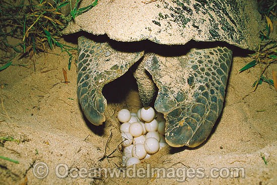Nesting female Green Sea Turtle eggs photo