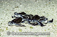 Green Sea Turtle hatchlings Photo - Gary Bell