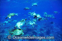 Unusual aggregation of Green Sea Turtles Photo - Gary Bell