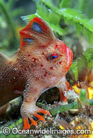 Red Handfish Thymichthys politus Photo - Gary Bell