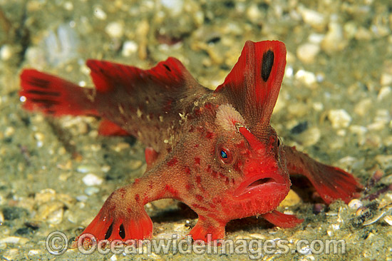 Red Handfish photo