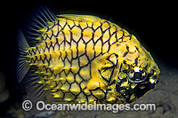 Pineapplefish Cleidopus gloriamaris Photo - Gary Bell