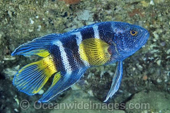Eastern Blue Devilfish Paraplesiops bleekeri photo