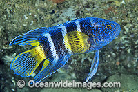 Eastern Blue Devilfish Paraplesiops bleekeri Photo - Gary Bell