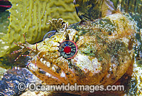Johnston's Weedfish Heteroclinus johnstoni Photo - Gary Bell