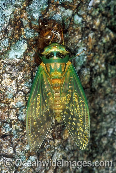 Cicada emerging nymph photo