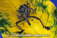 Curculion Weevil Leptopius quadridens Photo - Gary Bell