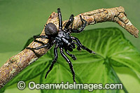 Port Macquarie Funnel-web Spider Photo - Gary Bell
