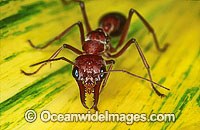 Bull Ant Myrmecia nigrocincta Photo - Gary Bell