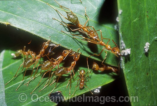 Green Tree Ants Oecophylla smaragdina photo