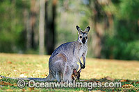 Mainland Red-necked Wallaby Photo - Gary Bell