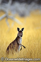 Western Grey Kangaroo Macropus fuliginosus Photo - Gary Bell