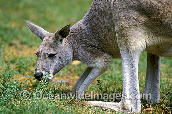 Red Kangaroo grazing photo