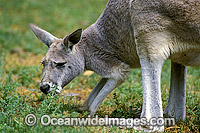 Red Kangaroo grazing Photo - Gary Bell
