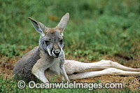 Red Kangaroo joey Photo - Gary Bell