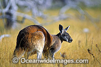 Red Kangaroo Macropus rufus Photo - Gary Bell