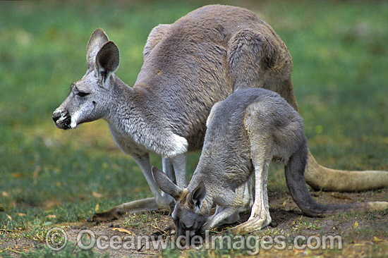 Red Kangaroo mother with joey photo