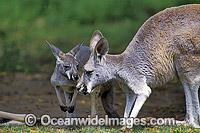 Red Kangaroo mother with joey Photo - Gary Bell