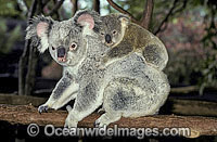 Koala mother with baby Photo - Gary Bell