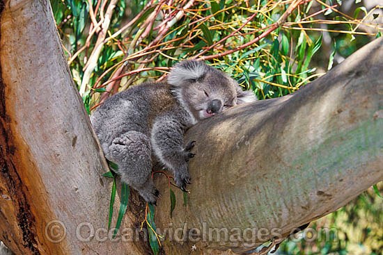 Koala sleeping photo