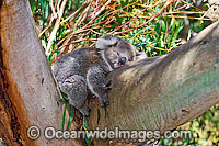 Koala sleeping Photo - Gary Bell